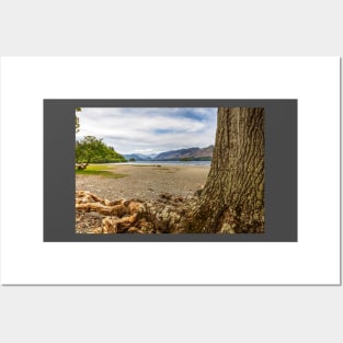 Derwentwater Tree Roots Posters and Art